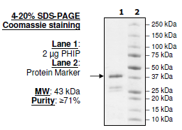 PHIP (1146-1287), GST-tag, human recombinant protein
