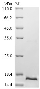 DNA-directed RNA polymerase III subunit RPC10 (POLR3K), human, recombinant