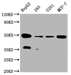 Anti-UQCRC2 Recombinant Monoclonal, clone 2F6