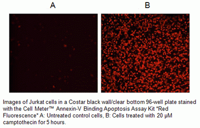 Cell Meter(TM) Annexin V Binding Apoptosis Assay Kit, Red Fluorescence Optimized for Flow Cytometry