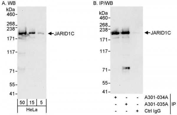 Anti-JARID1C