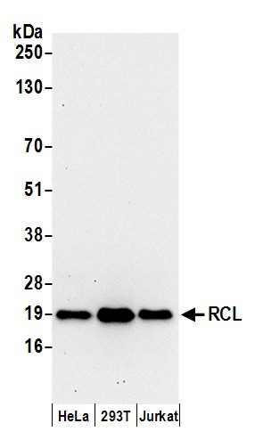 Anti-RCL