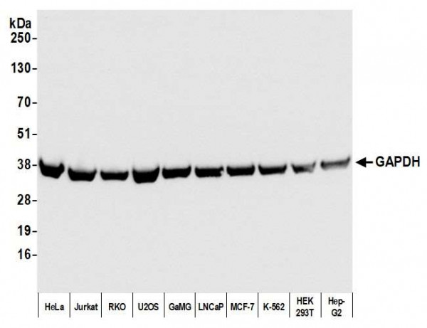 Anti-GAPDH Recombinant Monoclonal