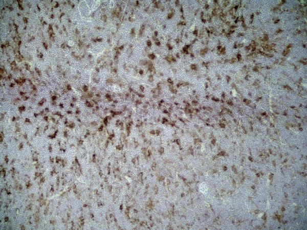 Anti-CD86, clone 24F