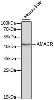 Anti-AMACR