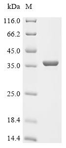 Nucleoside-specific channel-forming protein tsx (tsx), recombinant Shigella flexneri