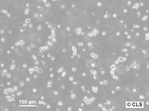 AS-30D Cells