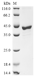 Fos-related antigen 1 (Fosl1), mouse, recombinant