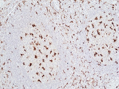 Anti-CD68 (human), Rabbit Monoclonal (RM496)