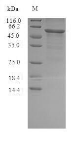 Gamma-hemolysin component C (hlgC), Staphylococcus aureus, recombinant