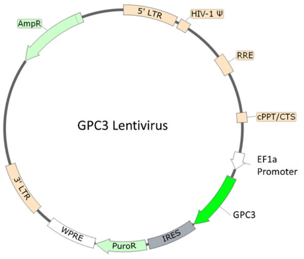GPC3 Lentivirus
