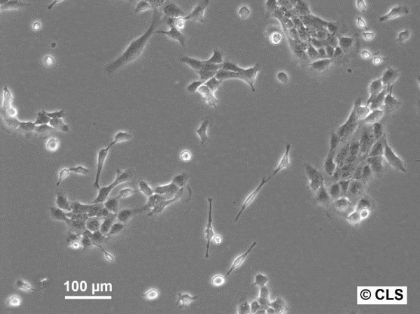 Hep-CLS-1H Cells
