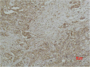 Anti-CYCS Monoclonal