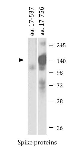 Anti-SARS virus Sm