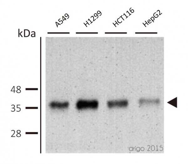 Anti-PCNA, clone PC10