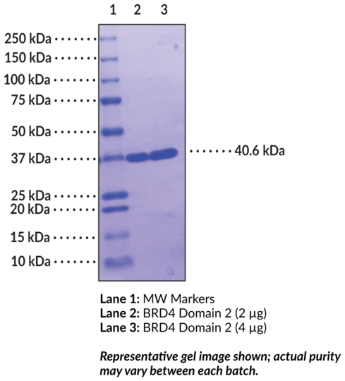 BRD4 bromodomain 2 (human, recombinant, GST-tagged)