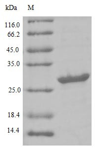 Lymphocyte antigen 6 complex locus protein G6d (LY6G6D), human, recombinant