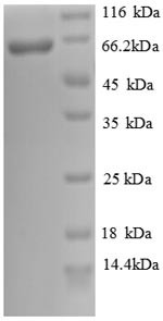 Cadherin-12 (CDH12), partial, recombinant human