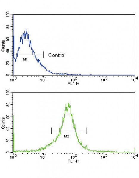 Anti-MMP14 / MT1-MMP