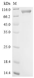 Major capsid protein VP1, Biotinylated, BK polyomavirus, recombinant