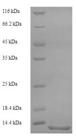 Serum amyloid A protein (SAA1), partial, cat, recombinant