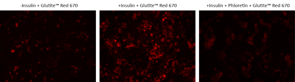 Cell Meter(TM) Glucose Uptake Imaging Kit *Red Fluorescence*