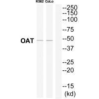 Anti-OAT