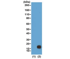 Anti-H3K9me2 / Dimethyl Histone H3 Lysine 9, clone RM151 (recombinant antibody)