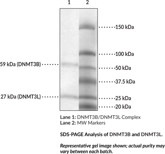 DNMT3B/DNMT3L Complex (human, recombinant)