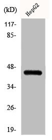 Anti-Phospho-CEBPA (S21)