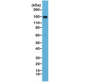 Anti-Integrin alpha 4 / ITGA4, clone RM268 (recombinant antibody)
