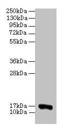 Anti-COX5A