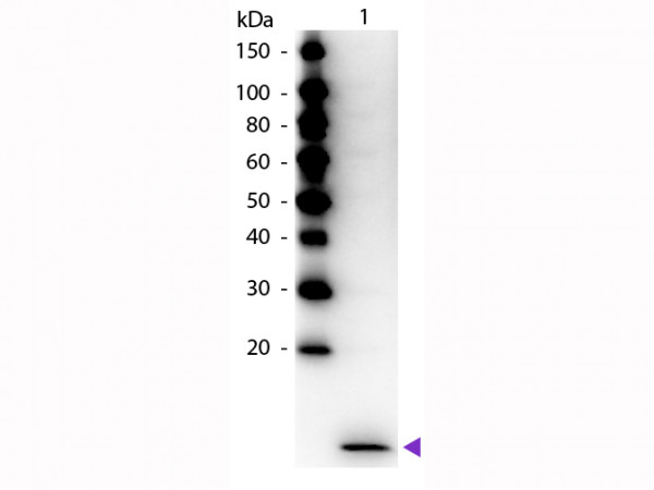 Anti-MIP-3a, Peroxidase conjugated