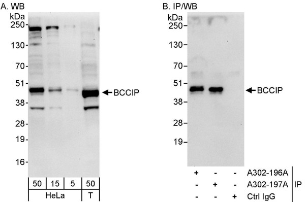 Anti-BCCIP