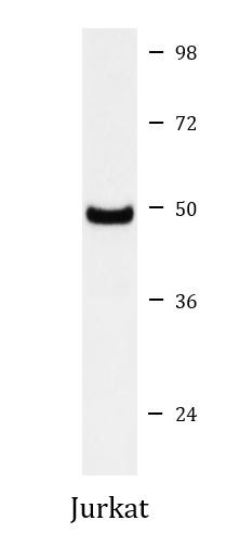 Anti-NR1H3 / LXR alpha