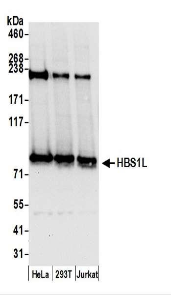 Anti-HBS1L