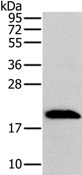 Anti-MRPL12