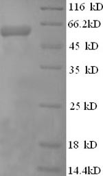 Perforin-1 (PRF1), human, recombinant