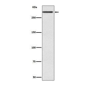 Anti-Cubilin / CUBN, clone EF-3