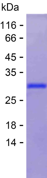 Recombinant Human MOB4 Protein