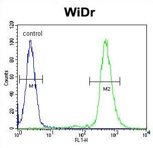 Anti-S6 Ribosomal Protein