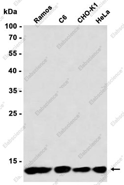 Anti-Recombinant RPS20, clone C123095
