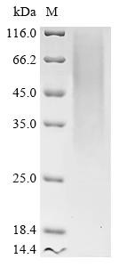 Transmembrane protein 106B (Tmem106b), partial, mouse, recombinant