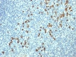 Anti-Lambda Light Chain(HP6054), CF405S conjugate, 0.1mg/mL