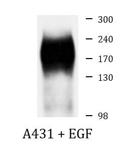 Anti-phospho-EGFR (Tyr1086)