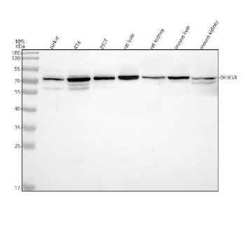 Anti-DHX58 / DExH-box helicase 58