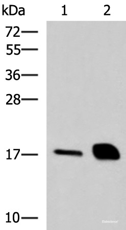 Anti-RNASE1