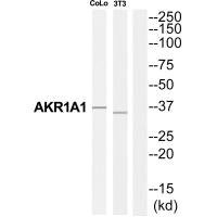 Anti-AKR1A1