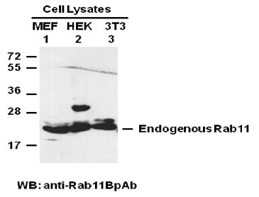 Anti-Rab11