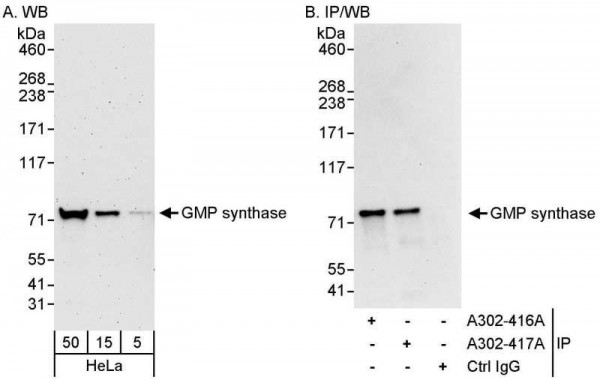 Anti-GMP synthase